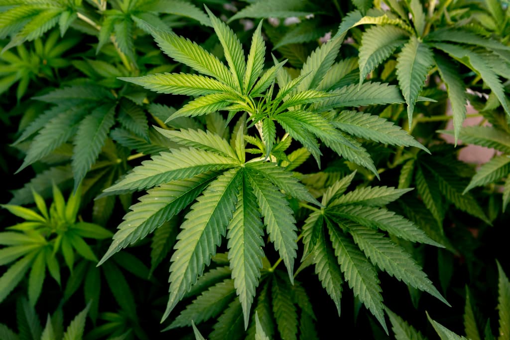 ヘンプの原料である大麻の葉